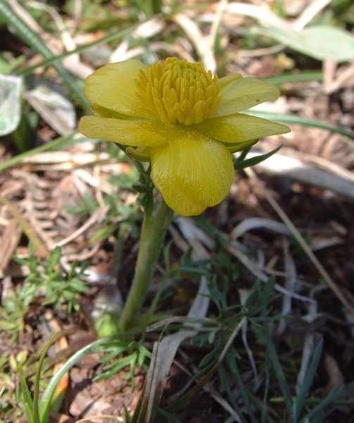 ranuncoli? - Ranunculus millefoliatus